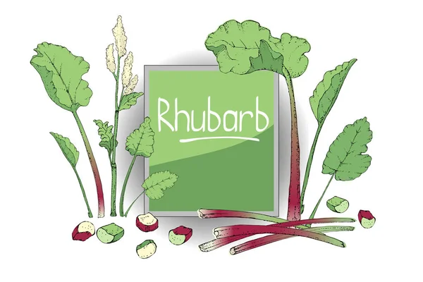 Vegetable vector set with rhubarb. — Stock Vector