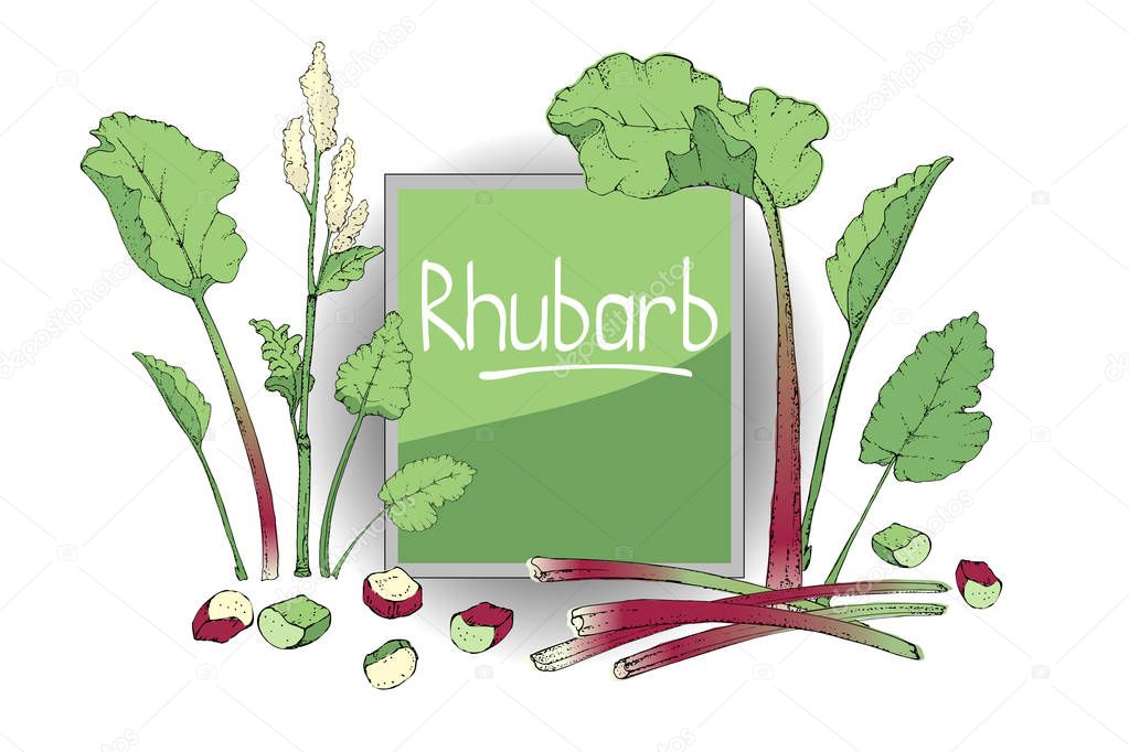 Vegetable vector set with rhubarb.