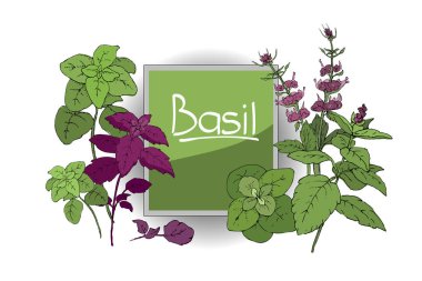 Vektör fesleğen bitki ayarla. 