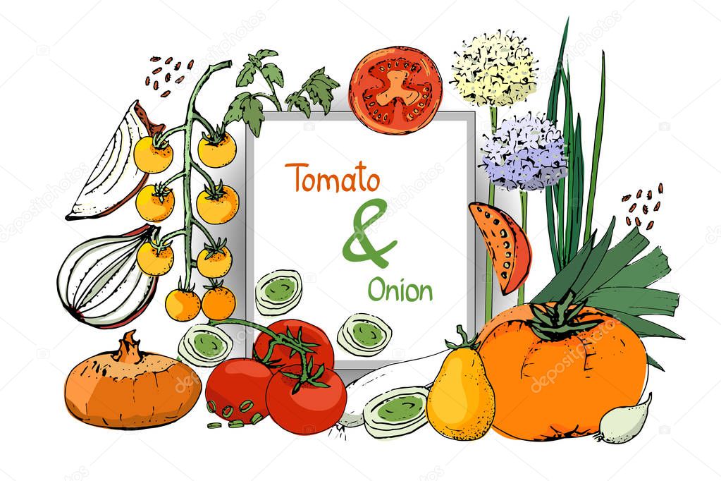 Vector set of onion and tomatoes.