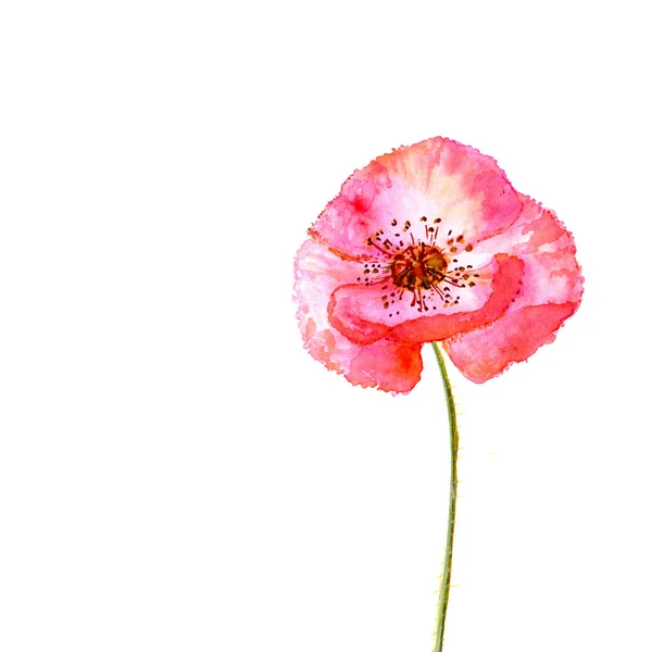 Fleur de pavot. Aquarelle . — Photo