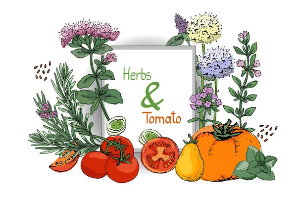 Conjunto vectorial de hierbas especiadas culinarias y tomates . — Vector de stock