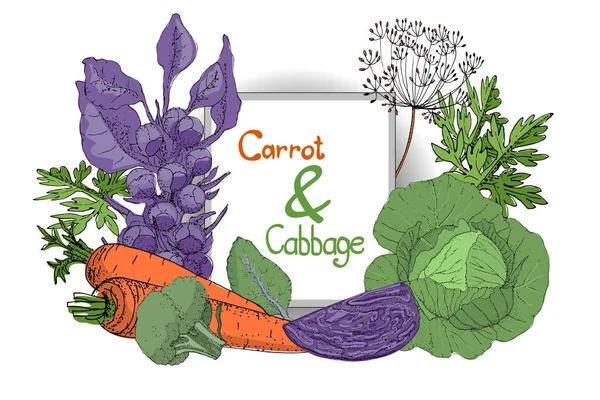 Набор векторных растений со свежей капустой и морковью . — стоковый вектор