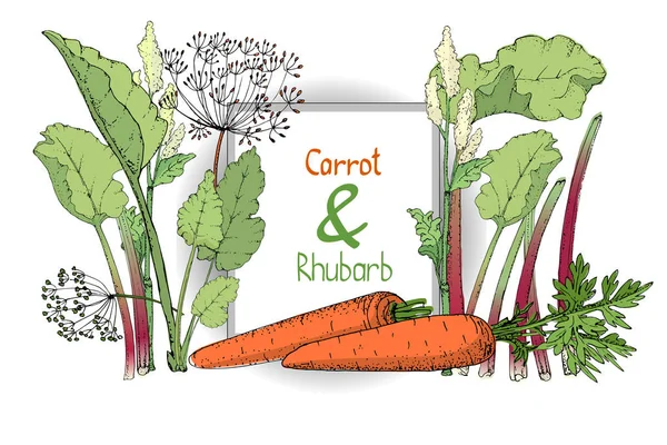 Векторный набор с ревенем и морковью . — стоковый вектор