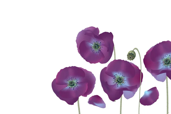 Vecteur fleur de pavot . — Image vectorielle