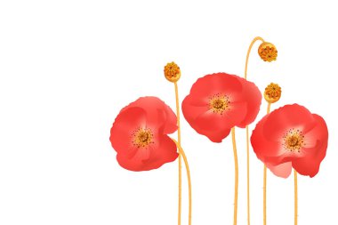 Haşhaş vektör çiçek. 