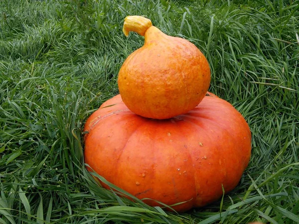 Orange pumpor på grönt gräs. Höstskörden för Halloween. — Stockfoto