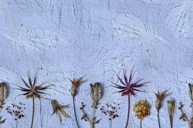 Mavi dekoratif alçı arka plan üzerinde kurutulmuş çiçekler ile Çiçek dikişsiz sınır.