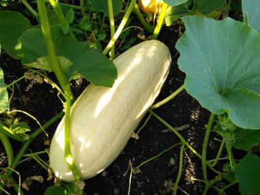 Balkabağı Torpidosu. Yeşil yaprakları ile Sonbahar bej kabak.