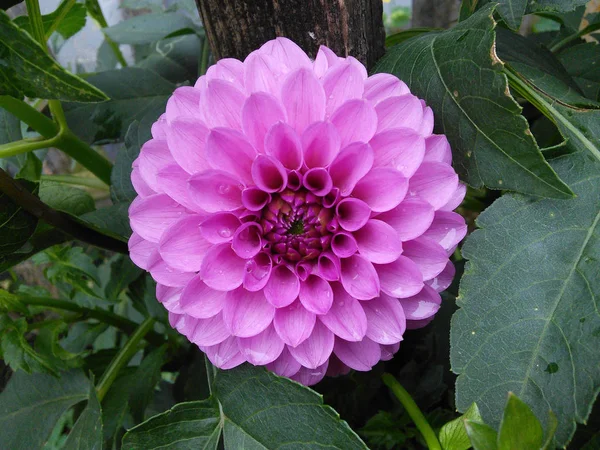 A delicate purple Dahlia. A blooming flower with clear petals. — Stock Photo, Image