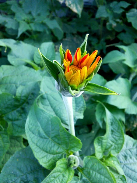 Bourgeon de fleur de Tithonia. Tournesol mexicain rouge . — Photo