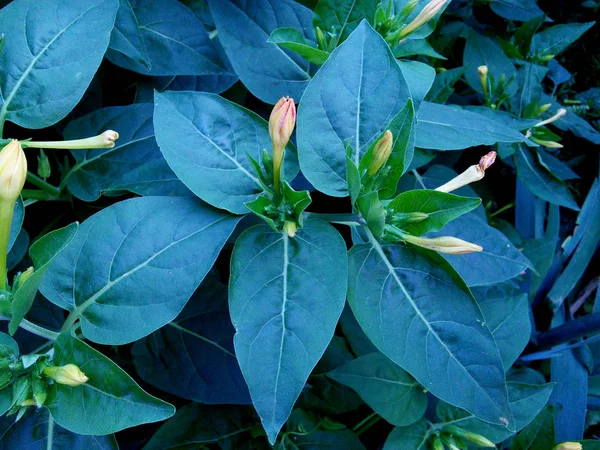 Flower Marvel of Peru, False Jalap, Mirabilis. — Stok Foto