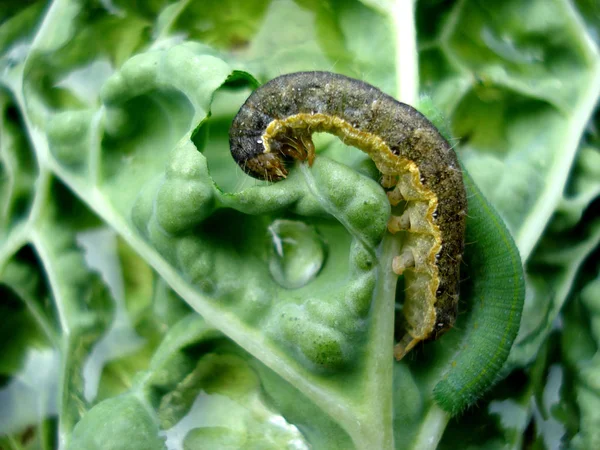 Two caterpillars eat cabbage leaf. Macro shooting.