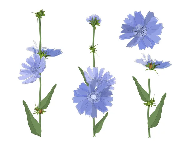 Blue chicory flowers with stem and leaves. — Stock Vector