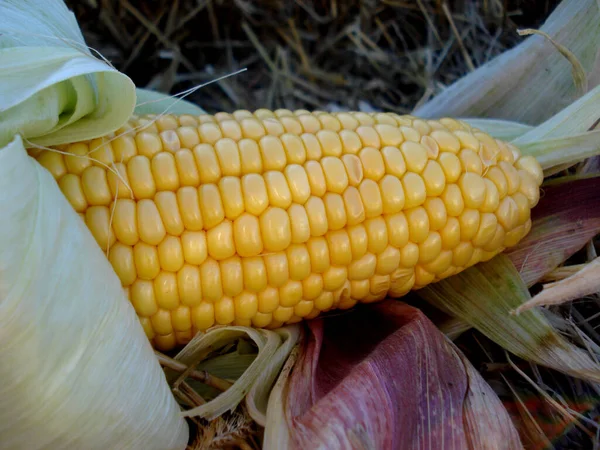 Fresh corn ears with leaves. Big ripe mature yellow cob. — Stock Photo, Image