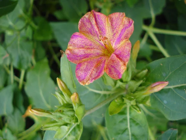 Peru Flower Marvel, False Jalap, Mirabilis Jalapa, Don Diego de Noche. — Stok fotoğraf