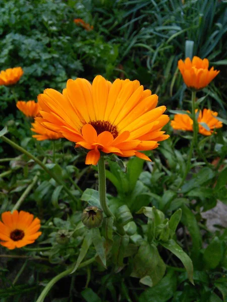 Calendula officinalis. Calendula. Fiore di calendula medicinale . — Foto Stock