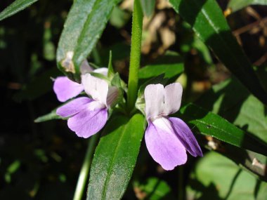 Collinsia bicolor, ayrıca Çin evleri olarak da bilinir, Mavi gözlü Mary.. 