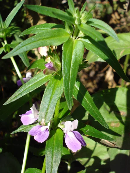 Collinsia bicolor, auch chinesische Häuser genannt, blauäugig. — Stockfoto