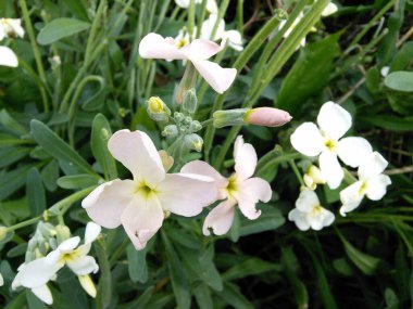 Beyaz, açık pembe solungaçlar. Mattiola incana çiçekleri.
