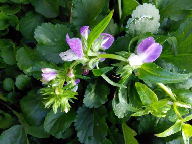 Collinsia bicolor, ayrıca Mavi Gözlü Mary olarak da bilinir, Çin evleri.. 