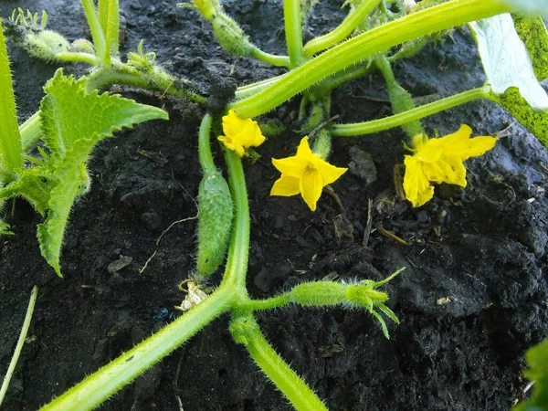 Små gröna gurkor med blommor. Gurkväxter — Stockfoto