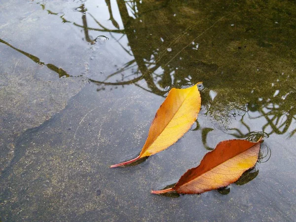 Autumn yellow and brown leaves in a puddle on the ground. — Stock Photo, Image