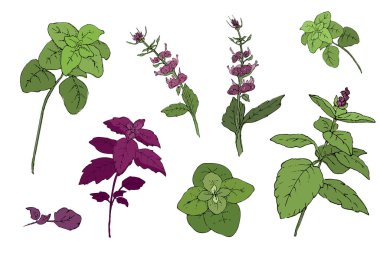 Fesleğen seti. Yeşil ve mor tarçınlı fesleğen ve yapraklı ve çiçekli İtalyan fesleğeni. Beyaz arka plandaki baharatlı otların izole edilmiş elementlerinden elde boğulma eskizi..