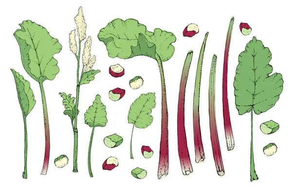 Vegetable Vector Set Rhubarb Fresh Pieplant Green Leaves Green Red — Stock Vector