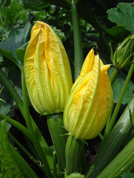 Ung frisk grön zucchini med stora gula strukturella blommor. — Stockfoto