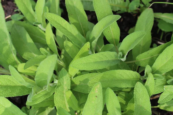 Tumbuh bijak di kebun. Salvia hijau segar. — Stok Foto