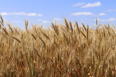 Mavi gökyüzüne karşı olgun buğday kulakları. Kalın bir yaz mısır gevreği tarlası.