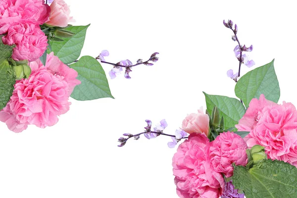 Fleurs de jardin roses et violettes. Double mauve rose. — Photo