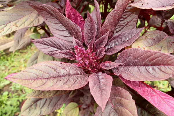 Garden Orach Atriplex hortensis, amaranth merah dengan daun, bunga, biji. — Stok Foto