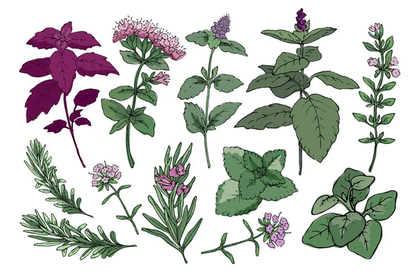 Herbes épicées. Romarin, thym, menthe, origan, mélisse, basilic. — Image vectorielle
