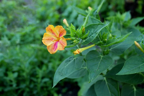 Fiore Marvel of Peru, False Jalap, Mirabilis jalapa, don Diego de noche. — Foto Stock