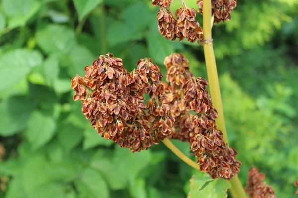 Nasiona rabarbaru. Roślina rabarbaru po kwitnieniu na długim pedUncle. — Zdjęcie stockowe