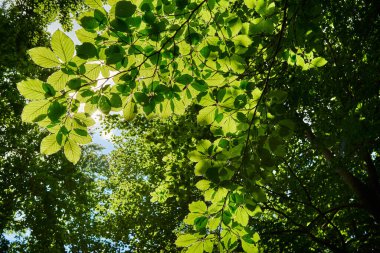 Yeşil ağaçların arasından mavi gökyüzüne ve beyaz bulutlara bak 