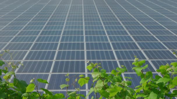 Zonnepanelen station en groene wijnplant op zonnige dag — Stockvideo