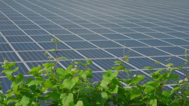 Zonnepanelen station en groene wijnplant op zonnige dag — Stockvideo