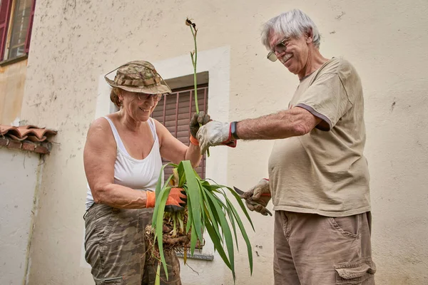 Feliz pareja de ancianos trabajando juntos en el jardín — Foto de Stock