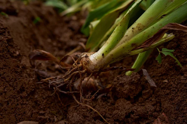 stock image Green plant with roots ready for planting