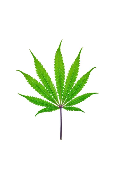 Folha de Cannabis fresca sobre fundo liso, isolada — Fotografia de Stock