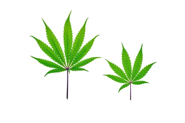 Vers cannabisblad op effen ondergrond, geïsoleerd — Stockfoto