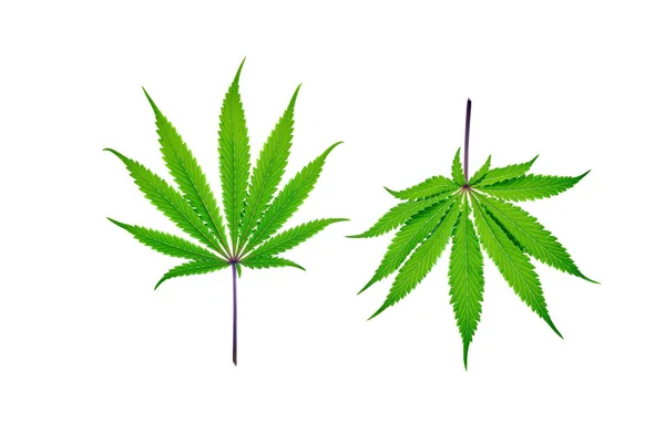 Färska Cannabis blad på slät bakgrund, isolerade — Stockfoto