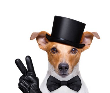 jack russell köpek sahibi siyah bir şapka giyiyor, beyaz arka plan üzerinde izole barış ya da zafer parmaklarıyla arıyorsunuz