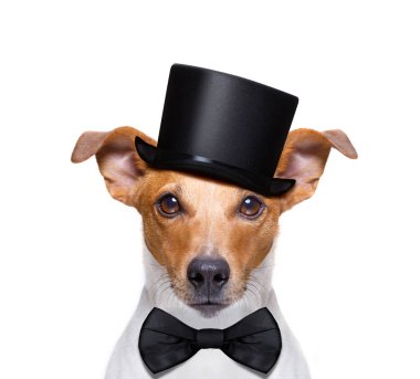 jack russell köpek sahibi siyah bir şapka giyiyor, beyaz arka plan üzerinde izole barış ya da zafer parmaklarıyla arıyorsunuz