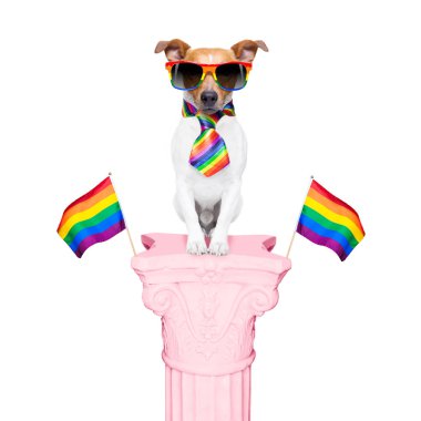 çılgın komik gay köpek insan haklarının, oturma ve bekleyen, Gökkuşağı bayrağı kravat ve beyaz arka plan üzerinde izole güneş gözlüğü, gurur