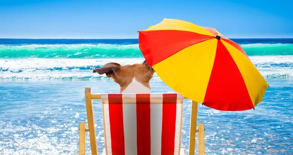 Dog Resting Relaxing Hammock Beach Chair Umbrella Beach Ocean Shore — Stock Photo, Image