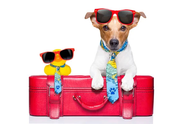 Σκυλί Που Ταξιδεύουν Κίτρινο Πλαστική Πάπια Στην Κορυφή Αποσκευών — Stockfoto